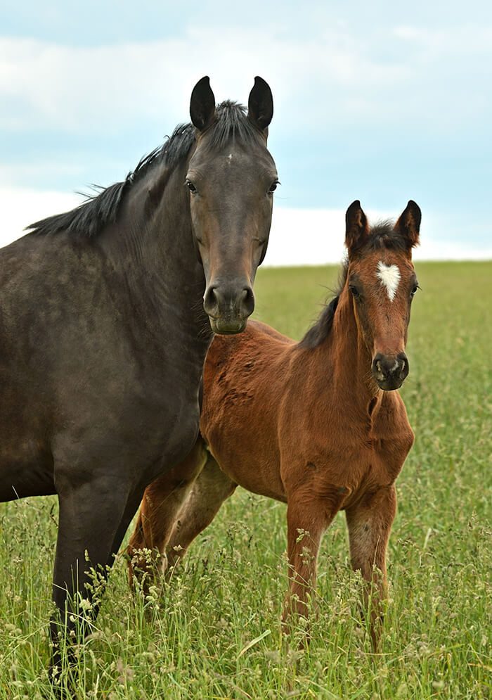 Ballaghafadda House Stud 2 Horses