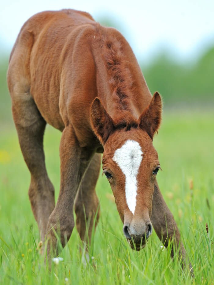 Ballaghafadda House About Intro Horse