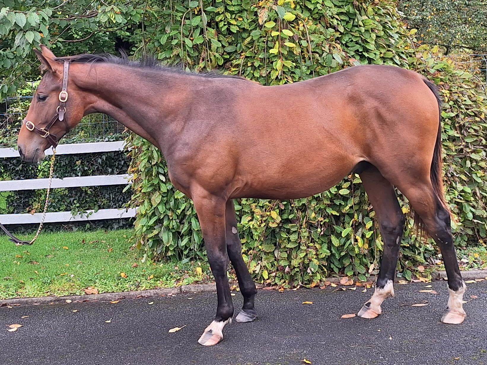 ClarecastleOutlawBody2.jpg Clarecastle Outlaw