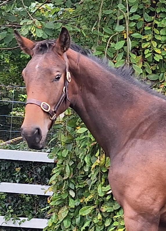 ClarecastleOutlawHead2.jpg Clarecastle Outlaw